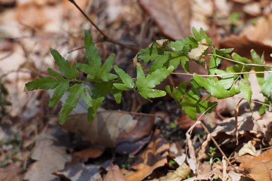 Слика од Lygodium japonicum (Thunb.) Sw.