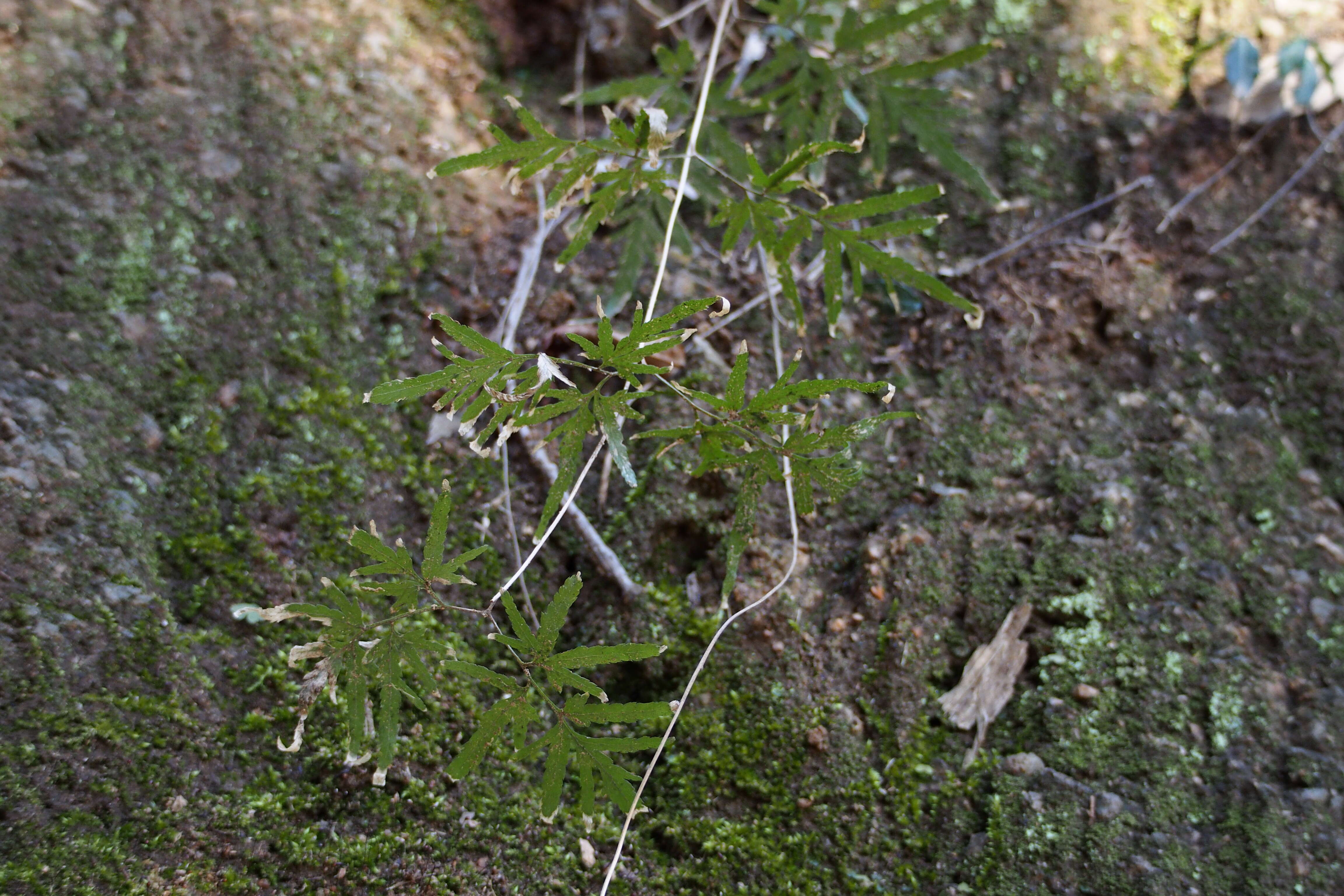 Слика од Lygodium japonicum (Thunb.) Sw.