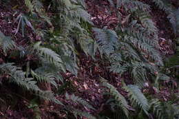 Image de Dryopteris erythrosora (D. C. Eat.) O. Kuntze