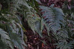 Image of Autumn fern