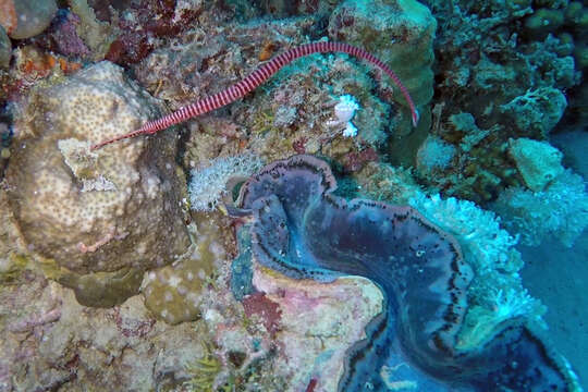 Image of Many-banded pipefish