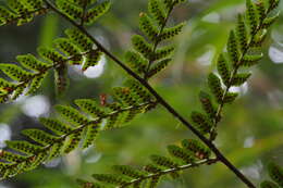 Image of Autumn fern