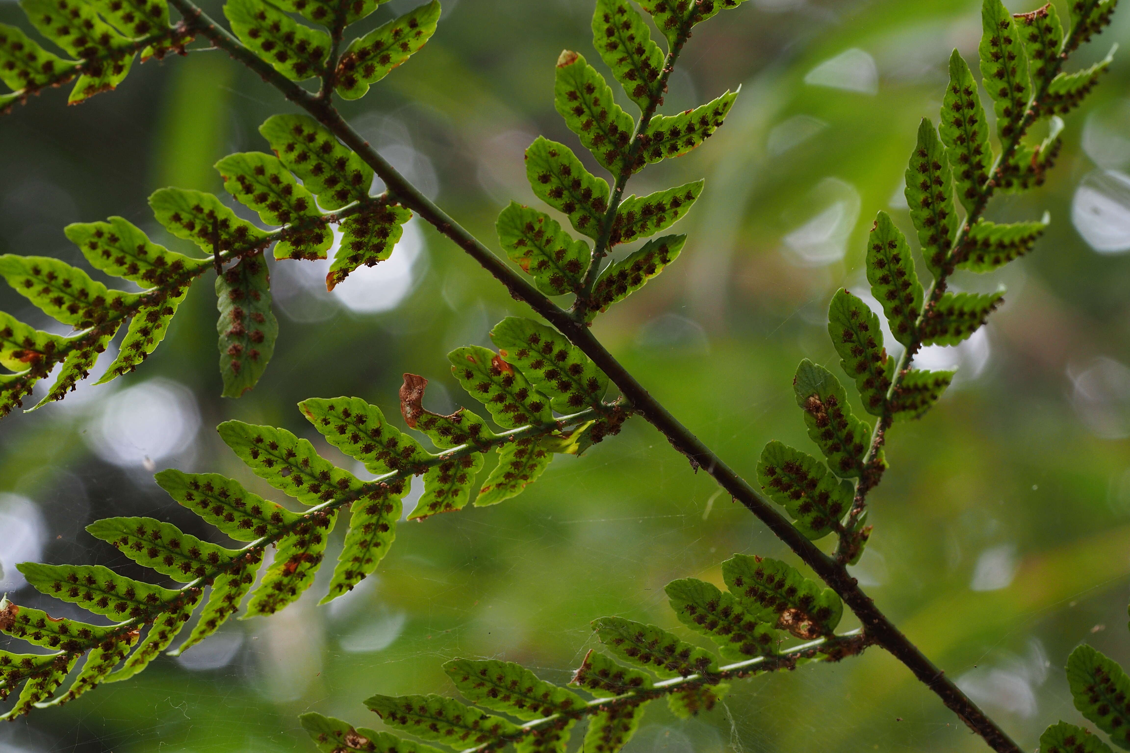 Image de Dryopteris erythrosora (D. C. Eat.) O. Kuntze