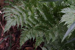 Image de Dryopteris erythrosora (D. C. Eat.) O. Kuntze