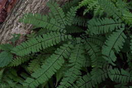 Image of Northern maidenhair fern