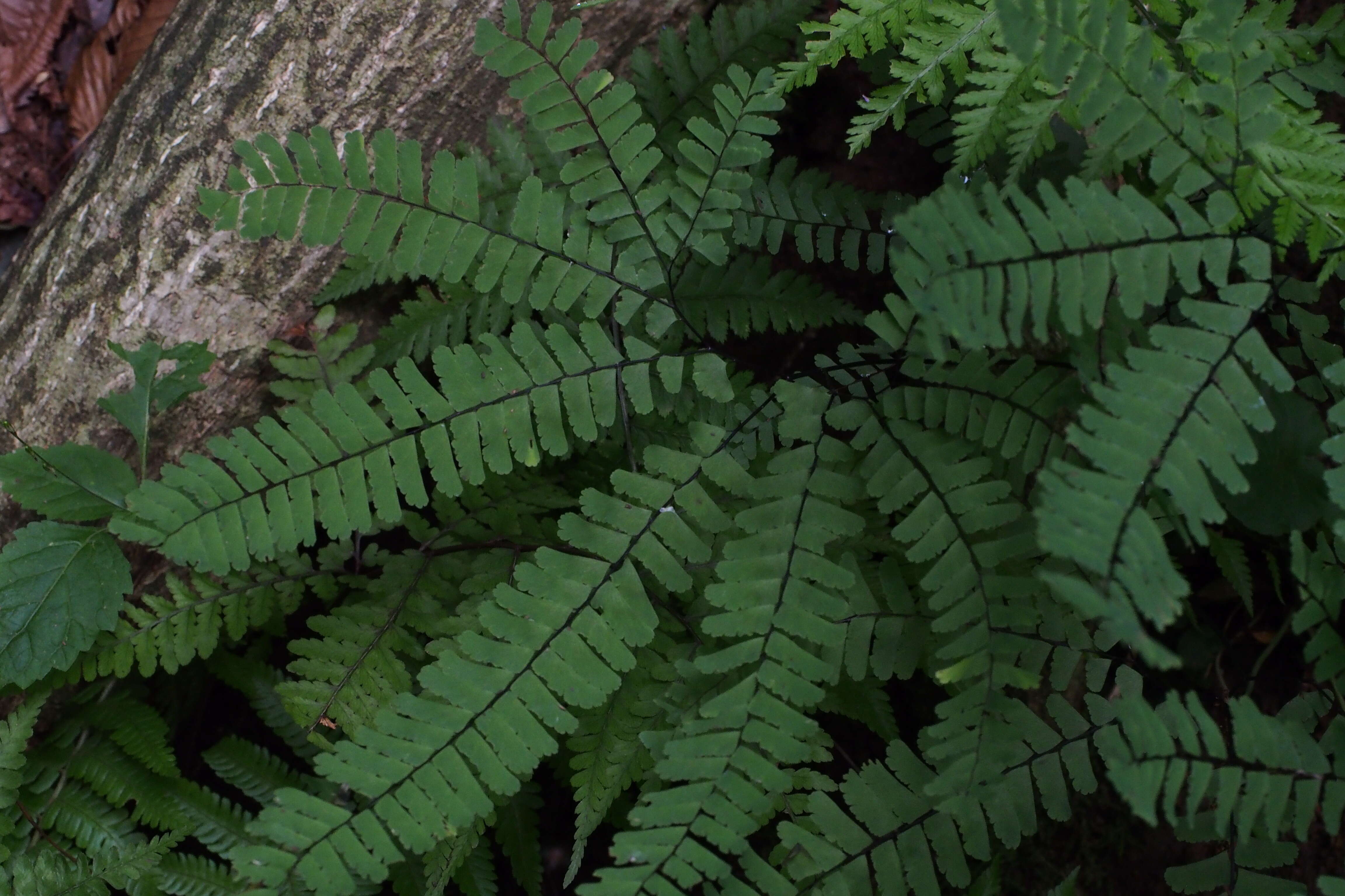 Image of Northern maidenhair fern