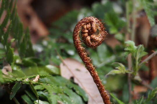 Image de Dryopteris erythrosora (D. C. Eat.) O. Kuntze