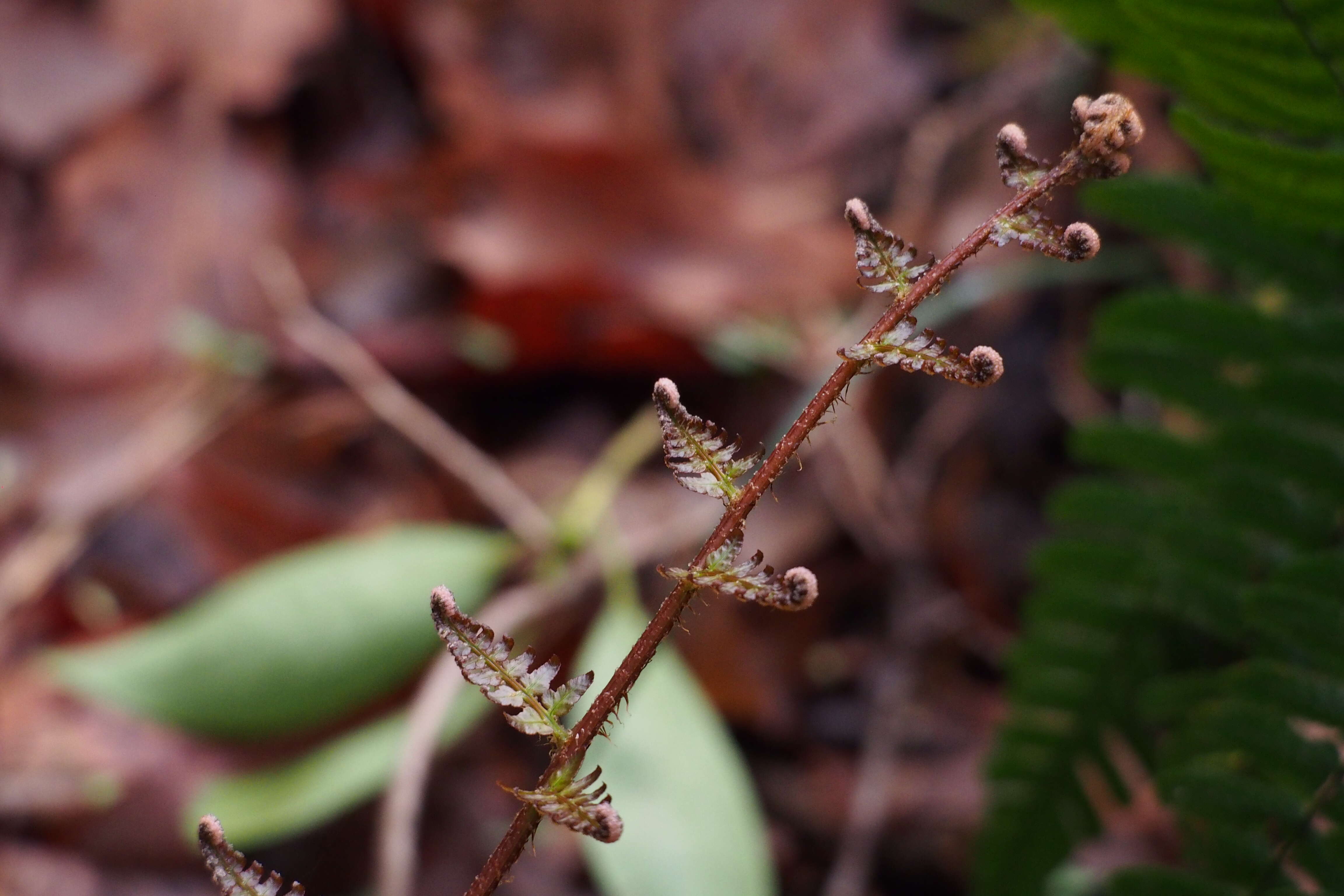 Image de Dryopteris erythrosora (D. C. Eat.) O. Kuntze