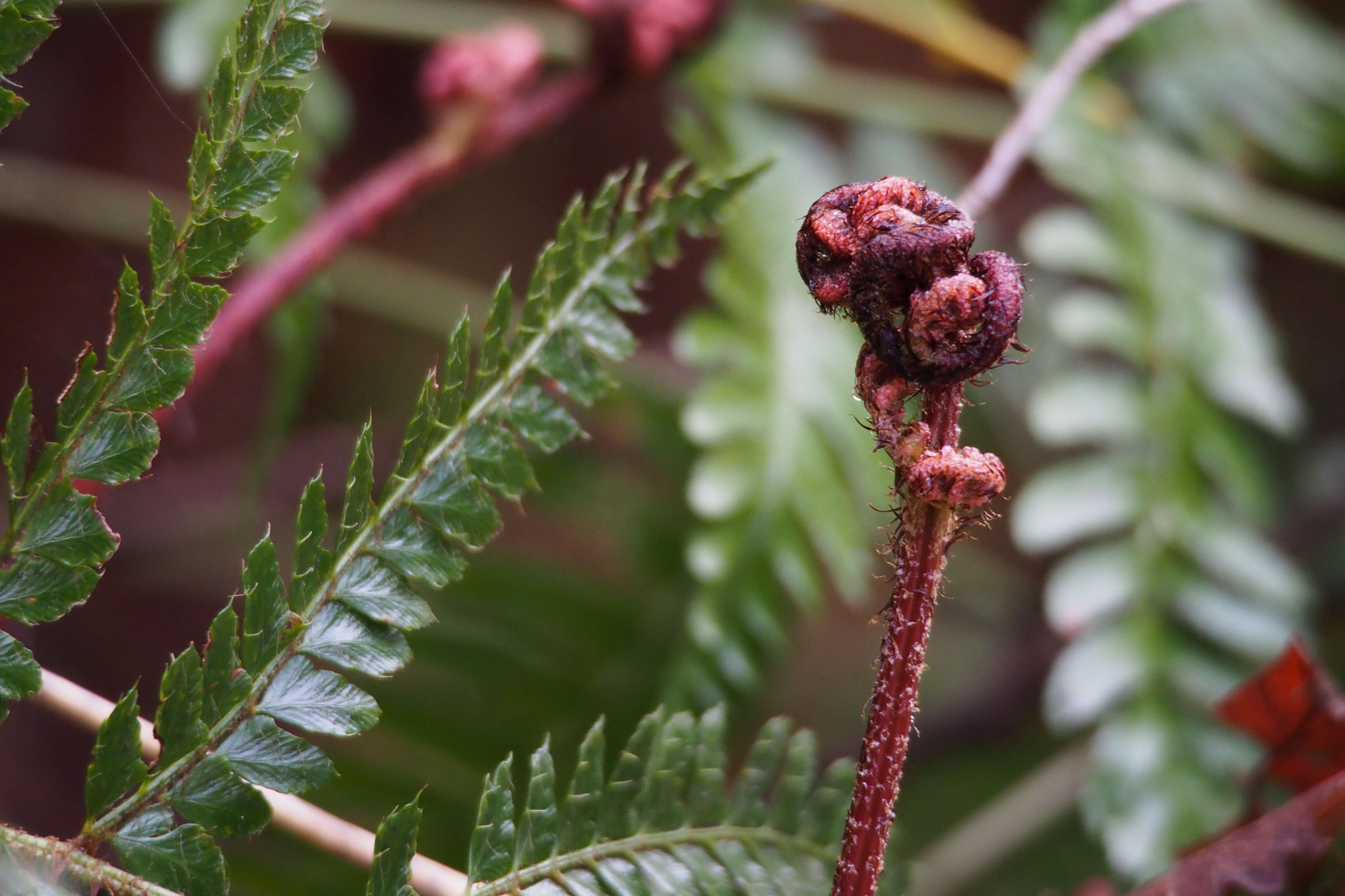 Image de Dryopteris erythrosora (D. C. Eat.) O. Kuntze