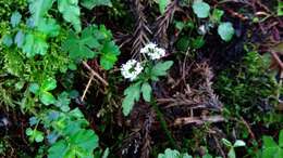 Image of Sanicula petagnioides Hayata