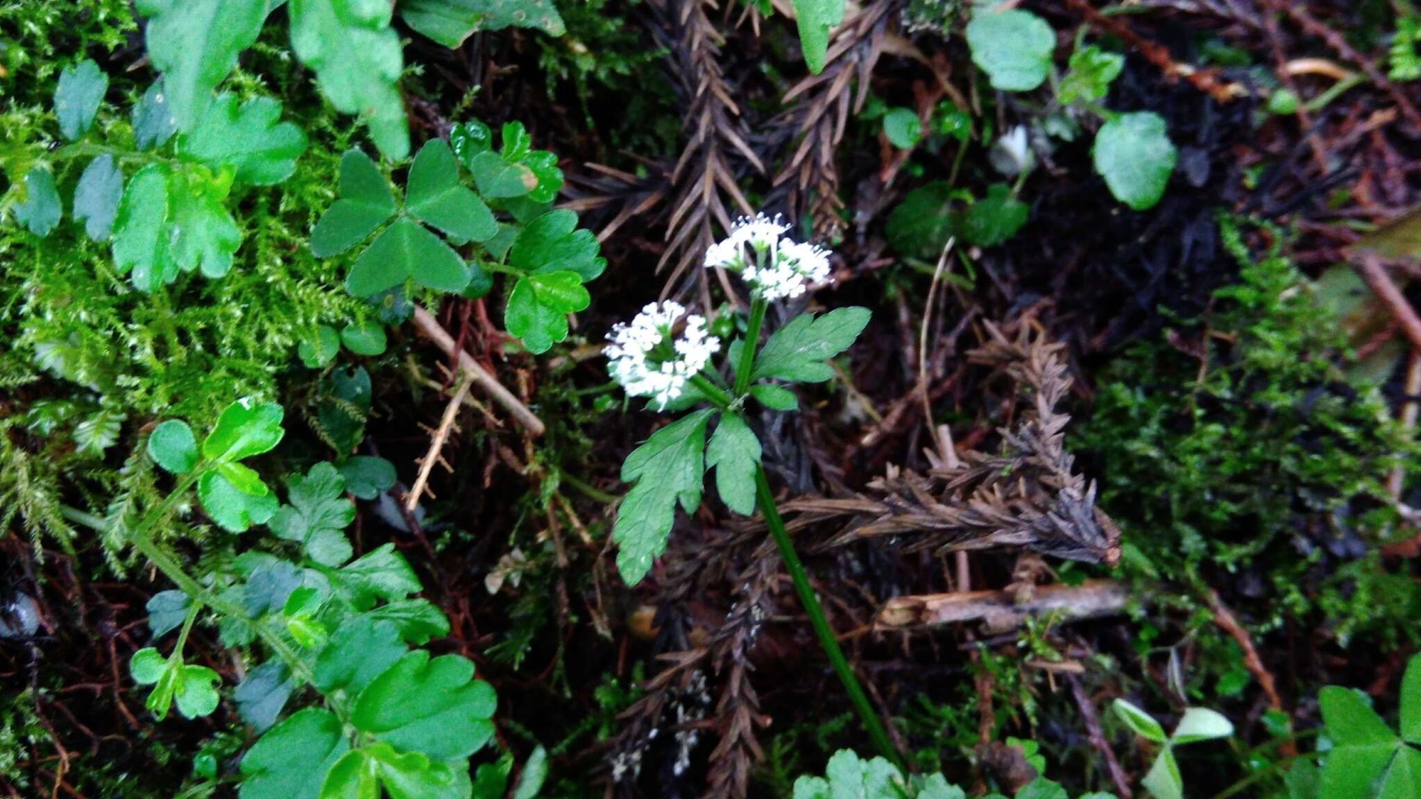 Imagem de Sanicula petagnioides Hayata