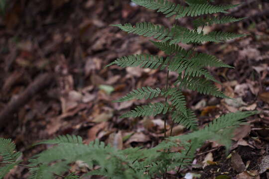 Image de Dryopteris erythrosora (D. C. Eat.) O. Kuntze