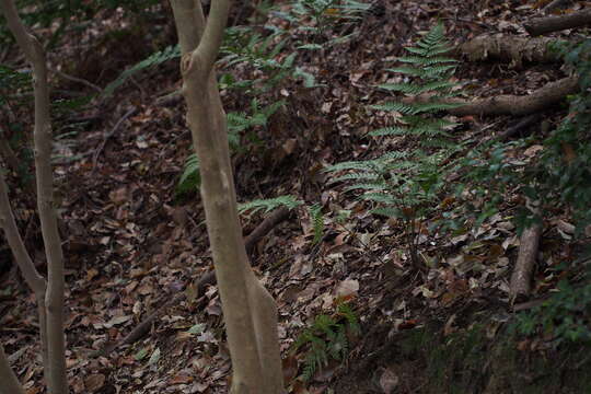 Image de Dryopteris erythrosora (D. C. Eat.) O. Kuntze