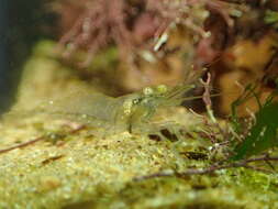 Image of Rockpool shrimp
