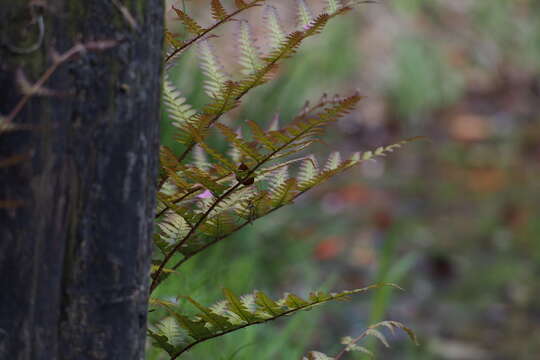 Image de Dryopteris erythrosora (D. C. Eat.) O. Kuntze