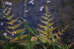 Image of Autumn fern