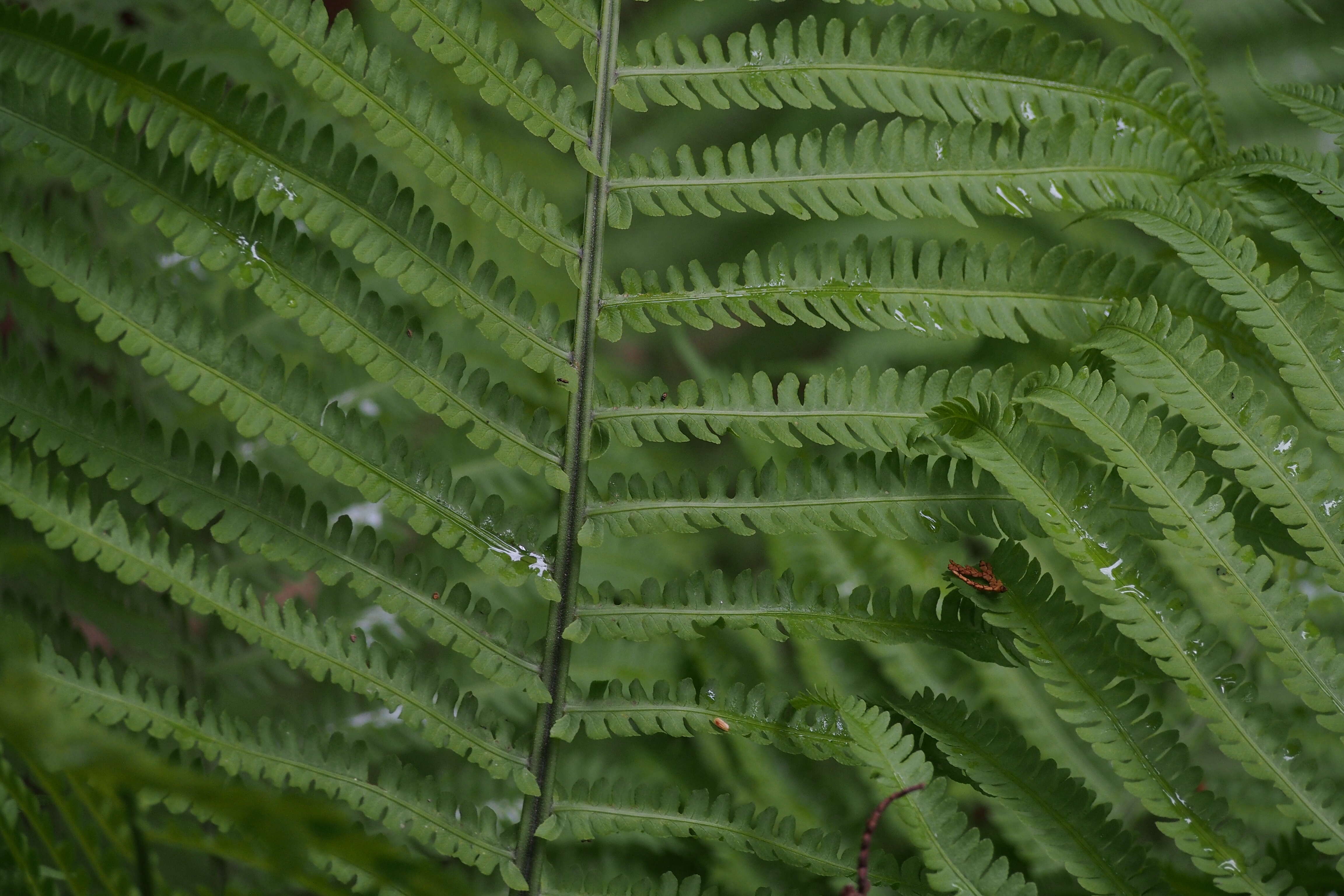 Image of ostrich fern