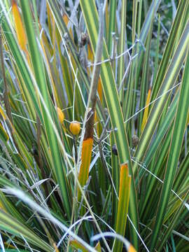 Image of Libertia ixioides (G. Forst.) Spreng.