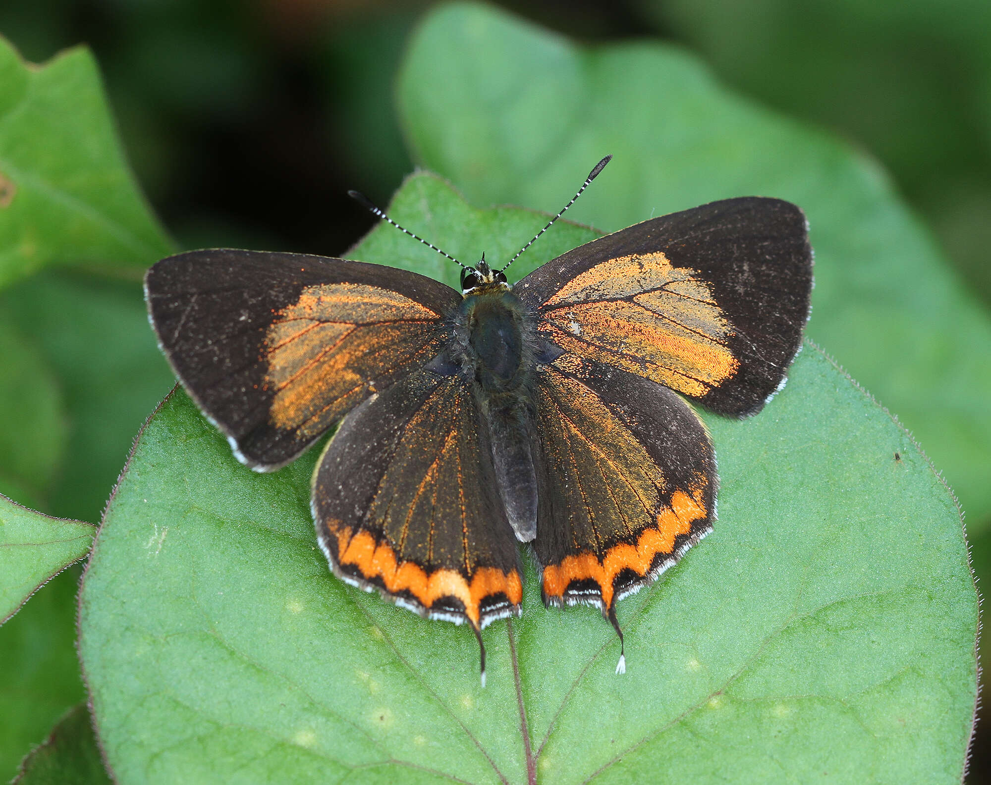 Image of Heliophorus brahma (Moore (1858))