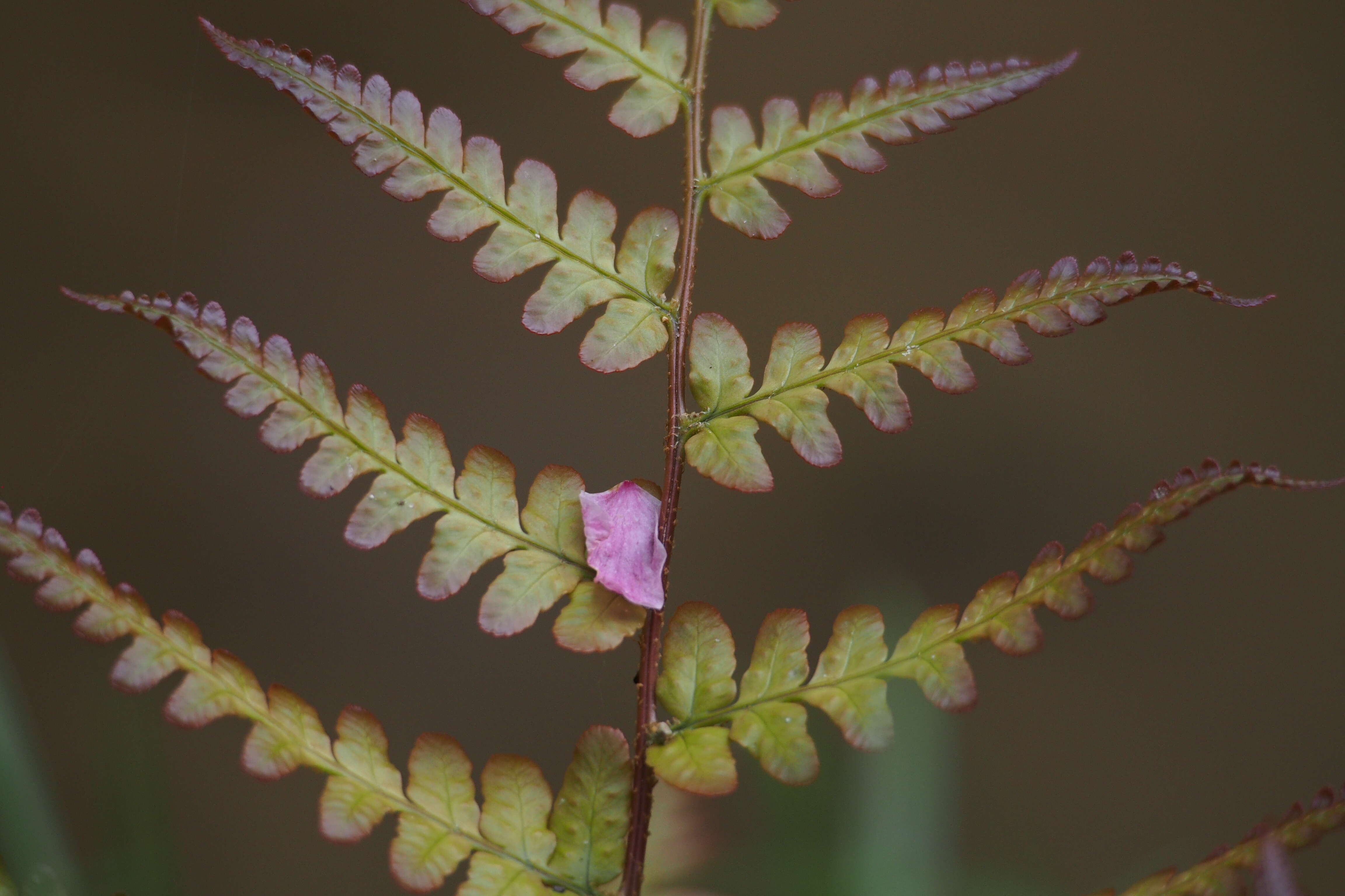 Image de Dryopteris erythrosora (D. C. Eat.) O. Kuntze