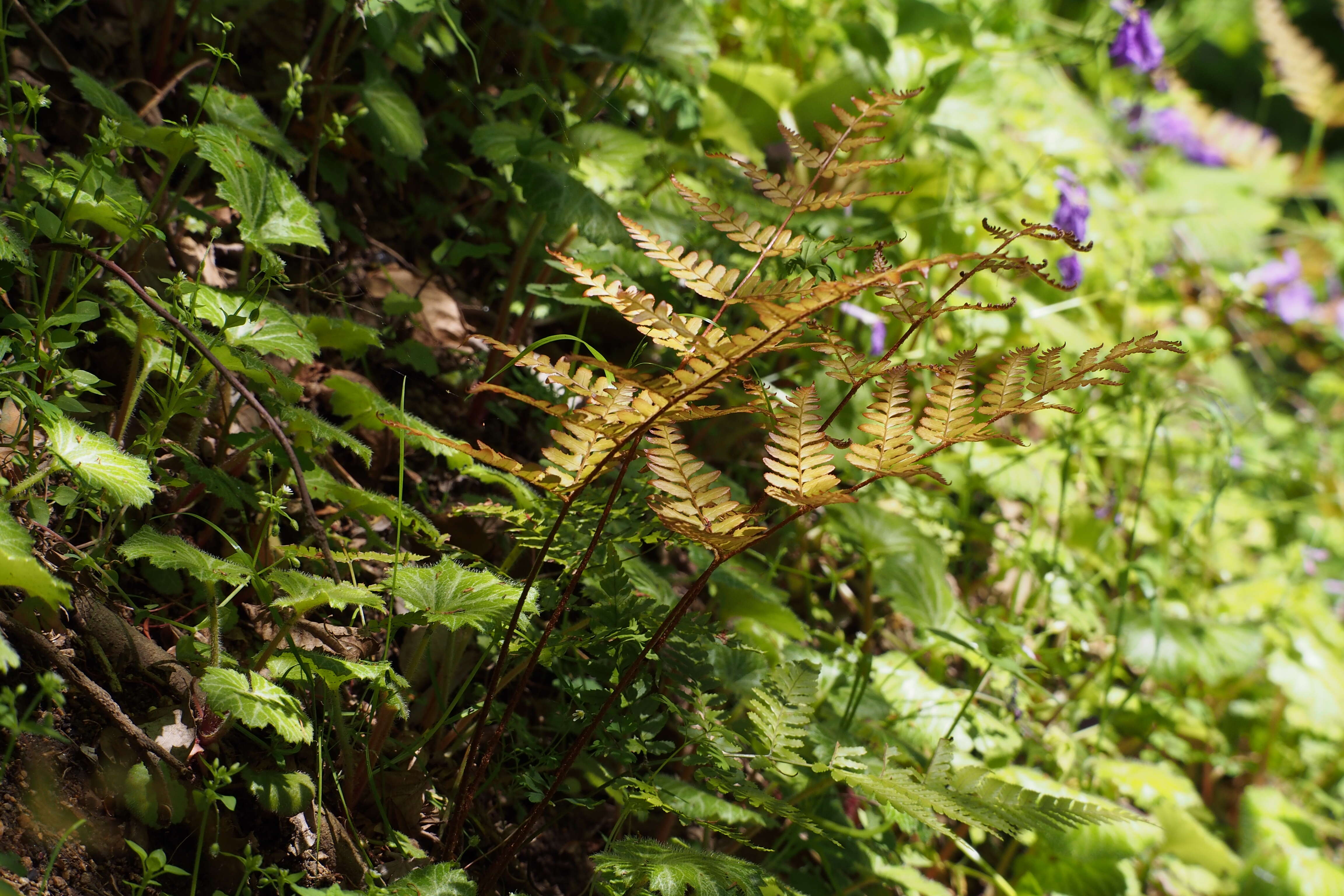 Image of Autumn fern