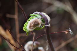 Image of Osmunda japonica Thunb.