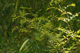 Image of Osmunda japonica Thunb.