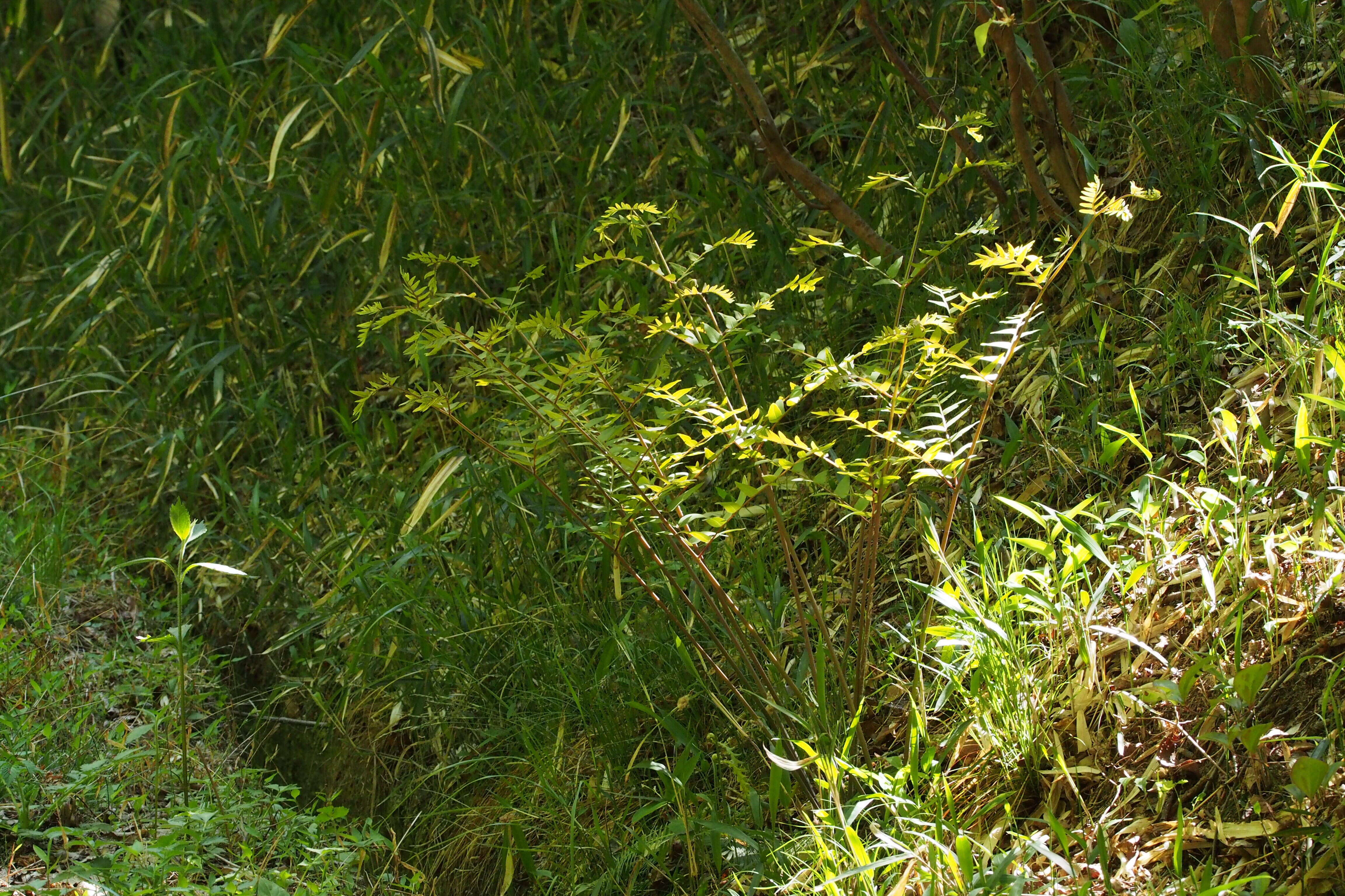 Image of Osmunda japonica Thunb.