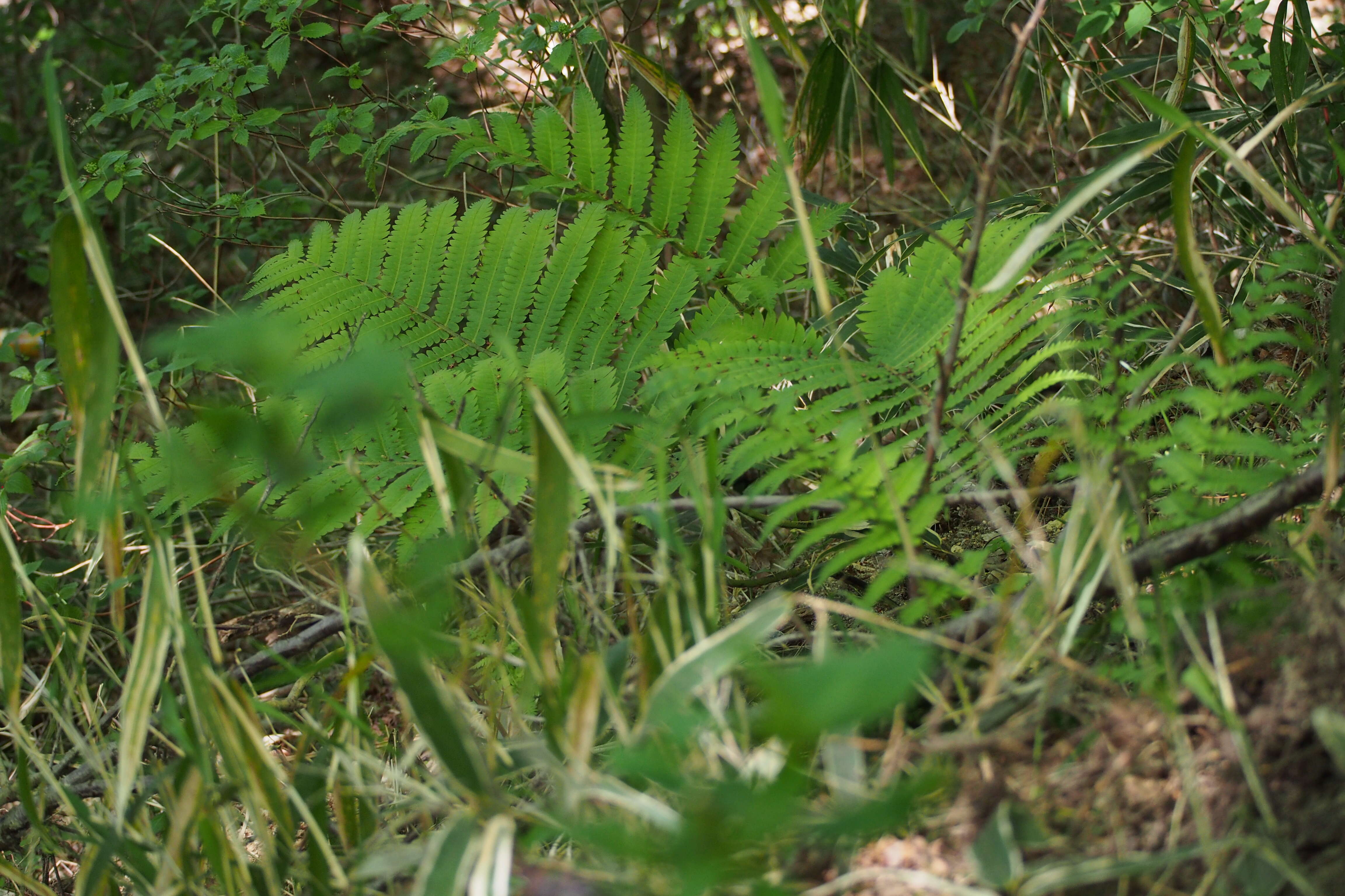 Image of Onoclea orientalis (Hook.) Hook.