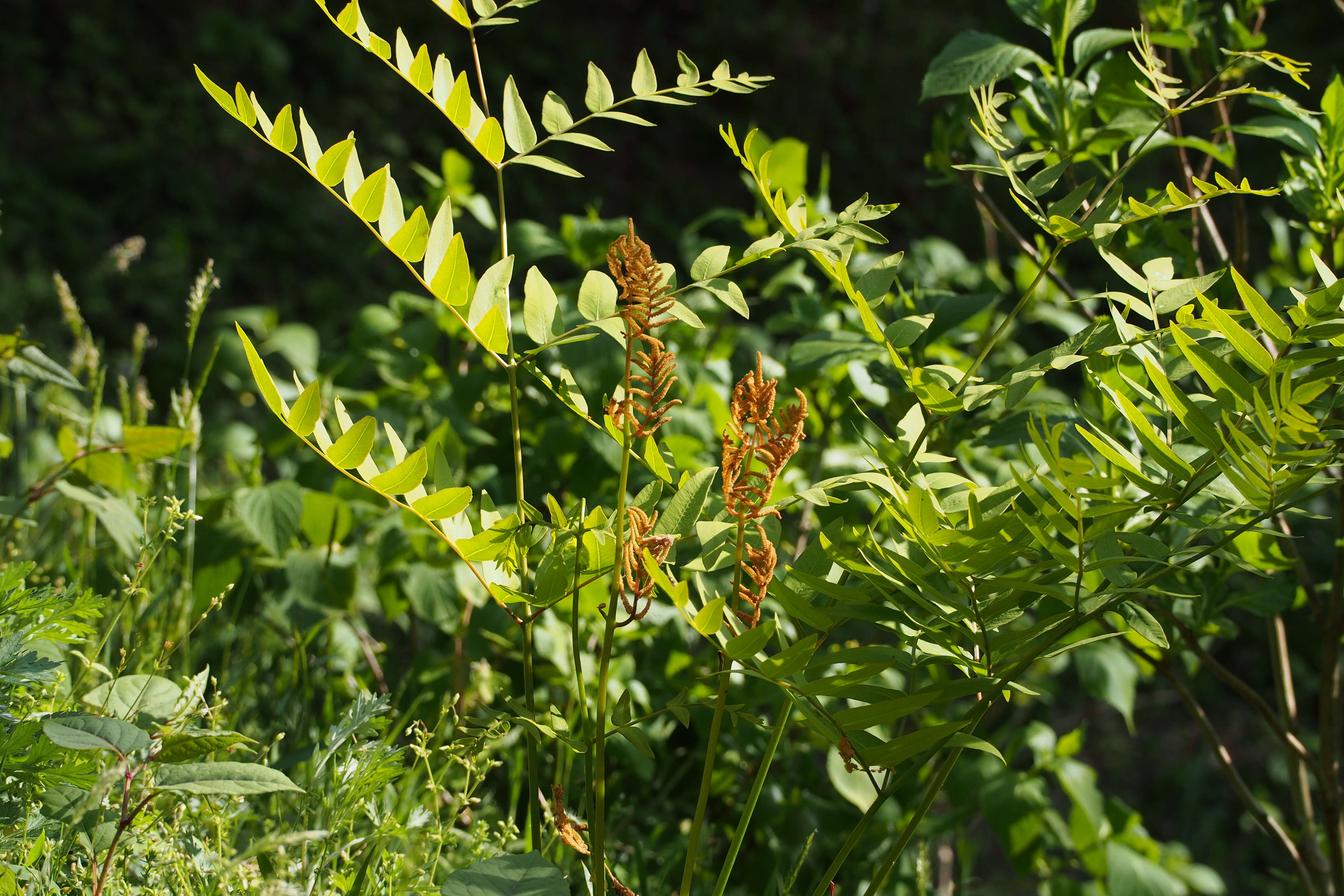 Image of Osmunda japonica Thunb.