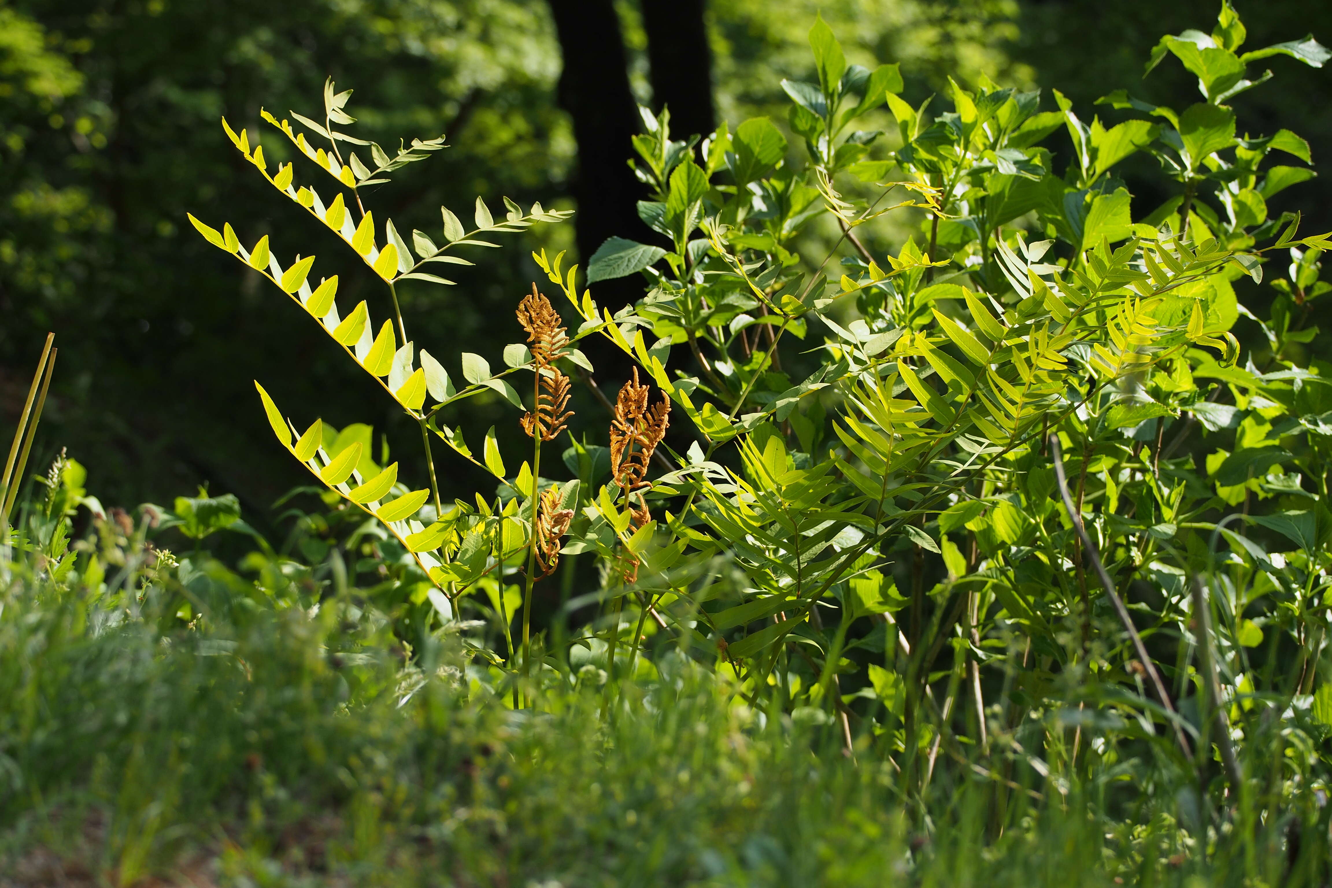 Image of Osmunda japonica Thunb.