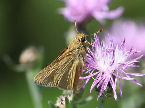 Image of Rare skipper