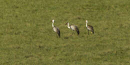 Imagem de Bugeranus carunculatus