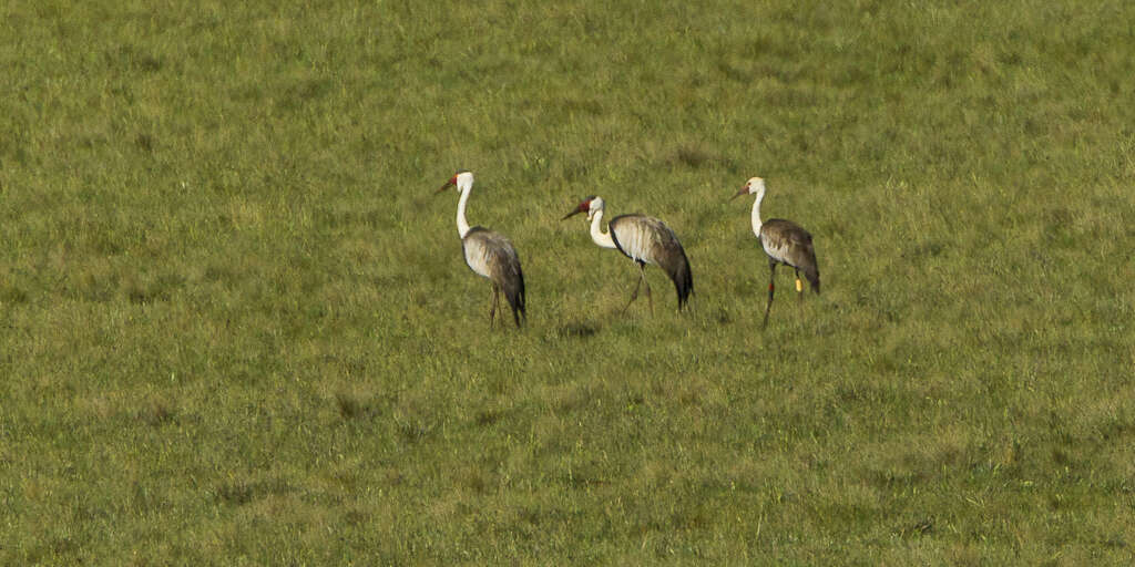 Imagem de Bugeranus carunculatus