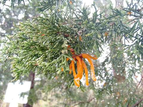 Image of Cedar apple rust