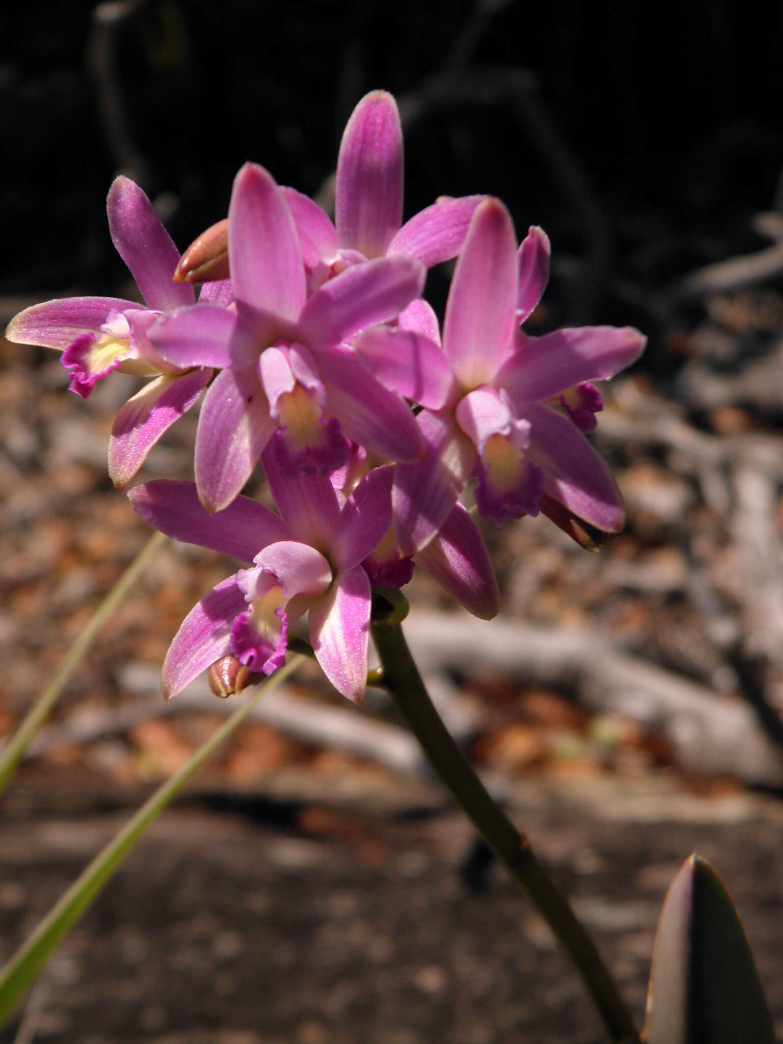 Image of Cattleya rupestris (Lindl.) Van den Berg