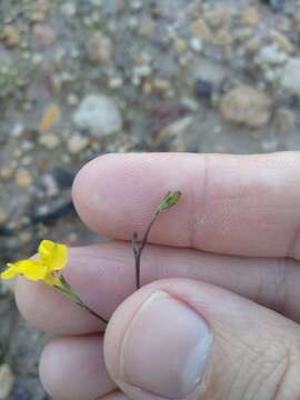 Image of Goodenia dimorpha Maiden & Betche