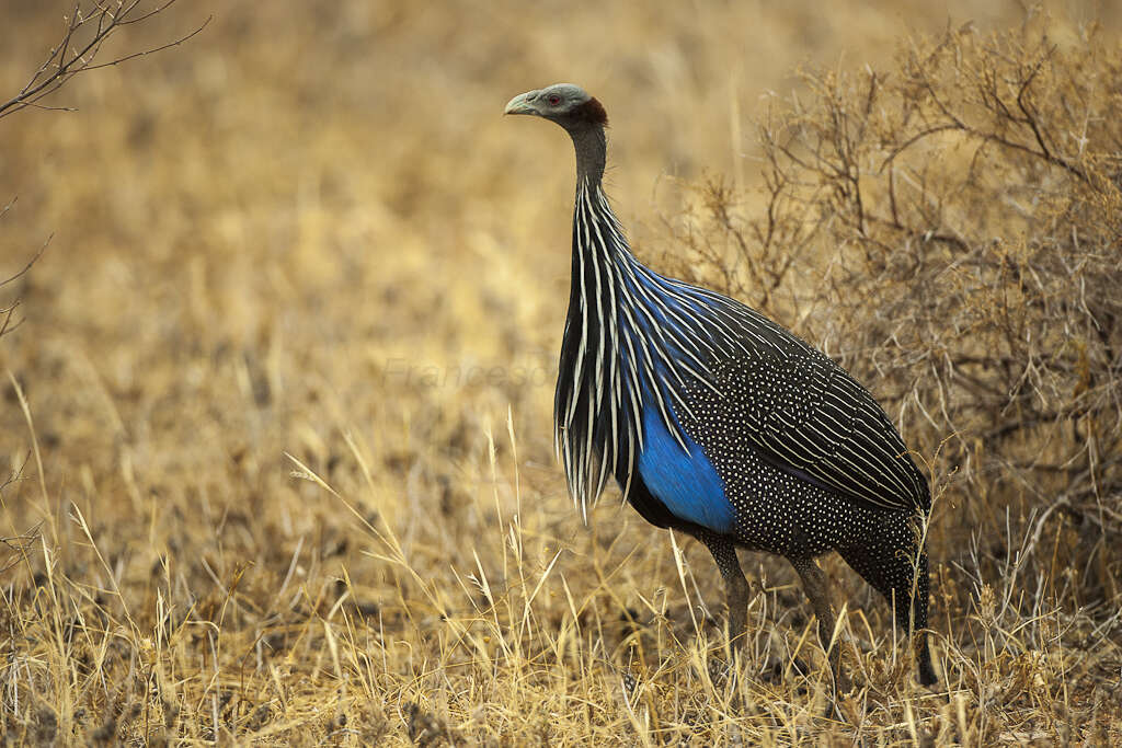 Image of guineafowls