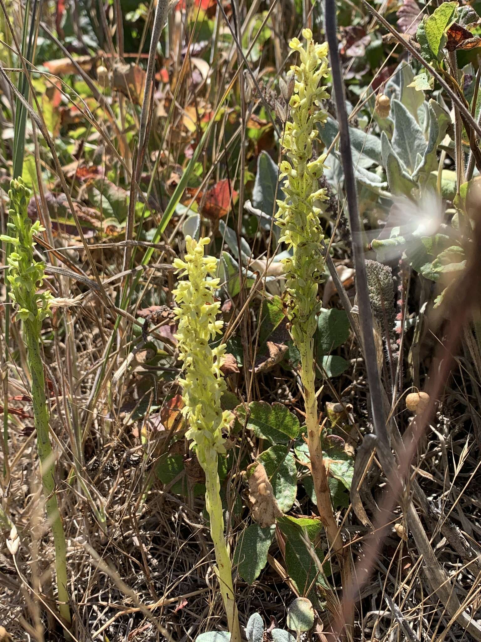 Image of Michael's rein orchid