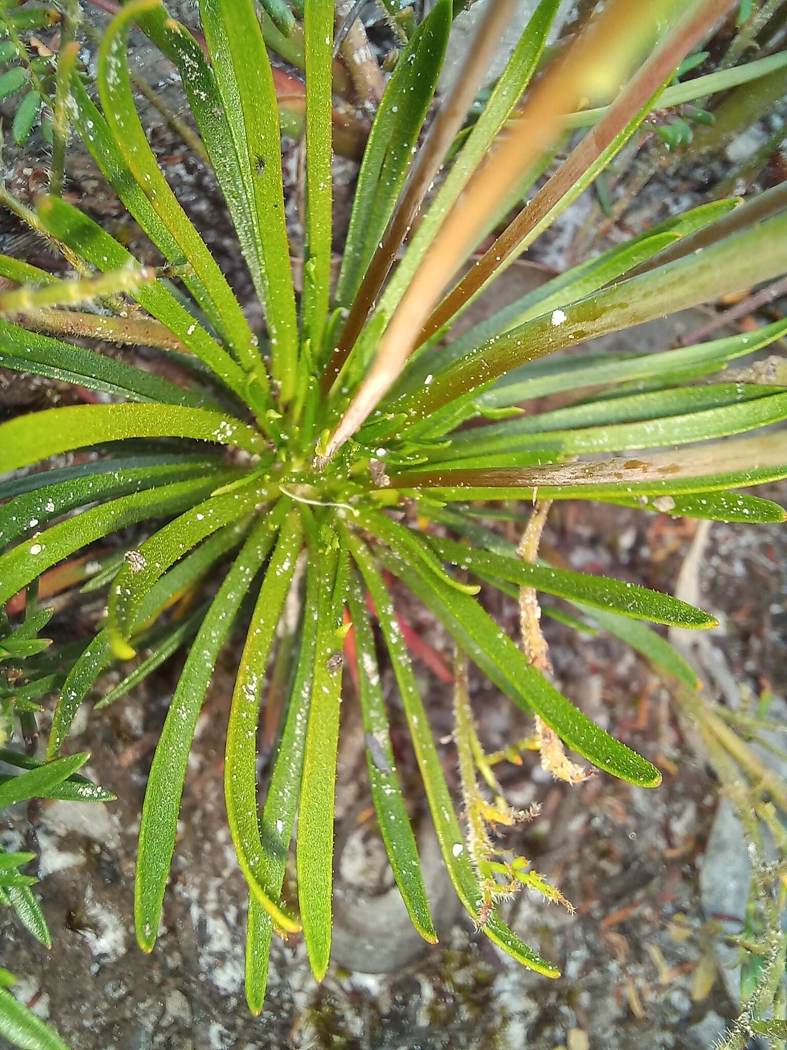 Image de Stylidium diademum Wege