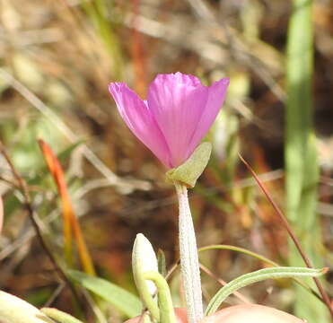 Imagem de Clarkia gracilis subsp. gracilis