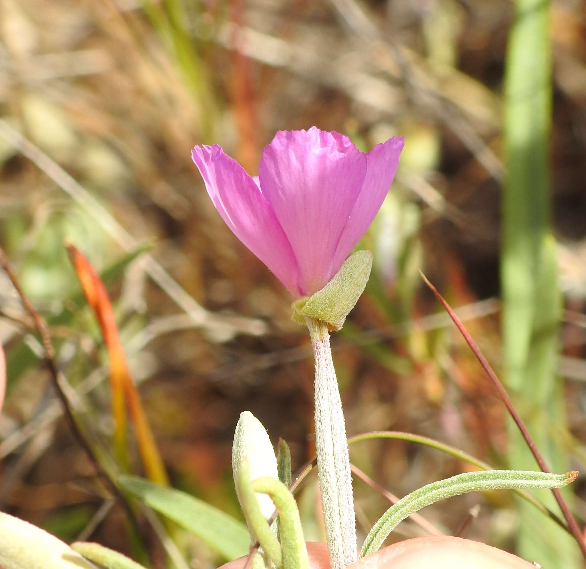 Image of slender clarkia