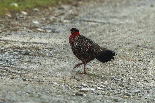 Image of Crimson Horned-pheasant