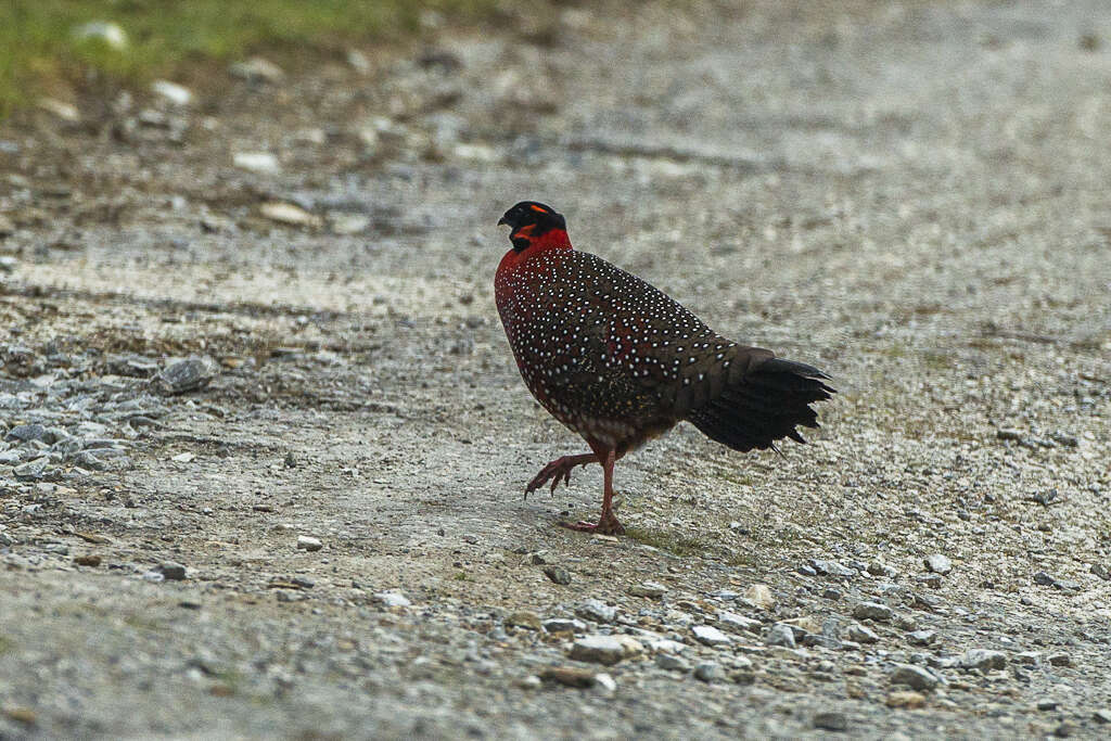 Image of Crimson Horned-pheasant