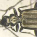 Image of Apristus subsulcatus (Dejean 1826)