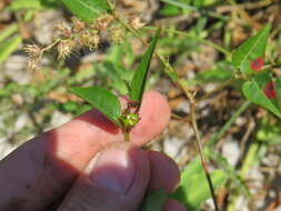 Microstachys corniculata (Vahl) A. Juss. ex Griseb. resmi