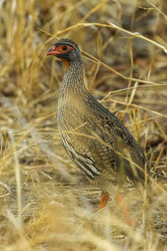 Image of Red-necked Francolin