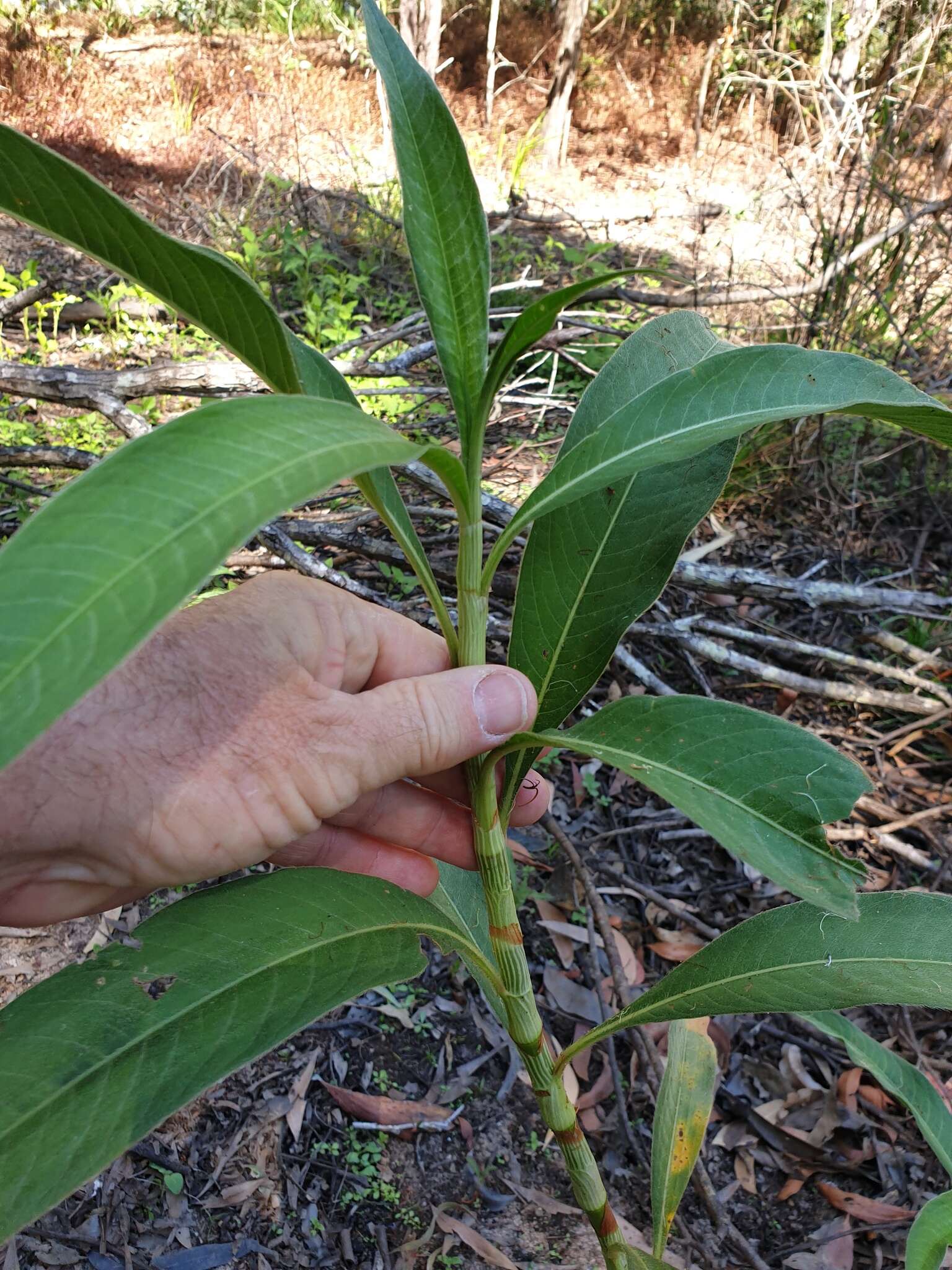 Image de Persicaria attenuata (R. Br.) Sojak