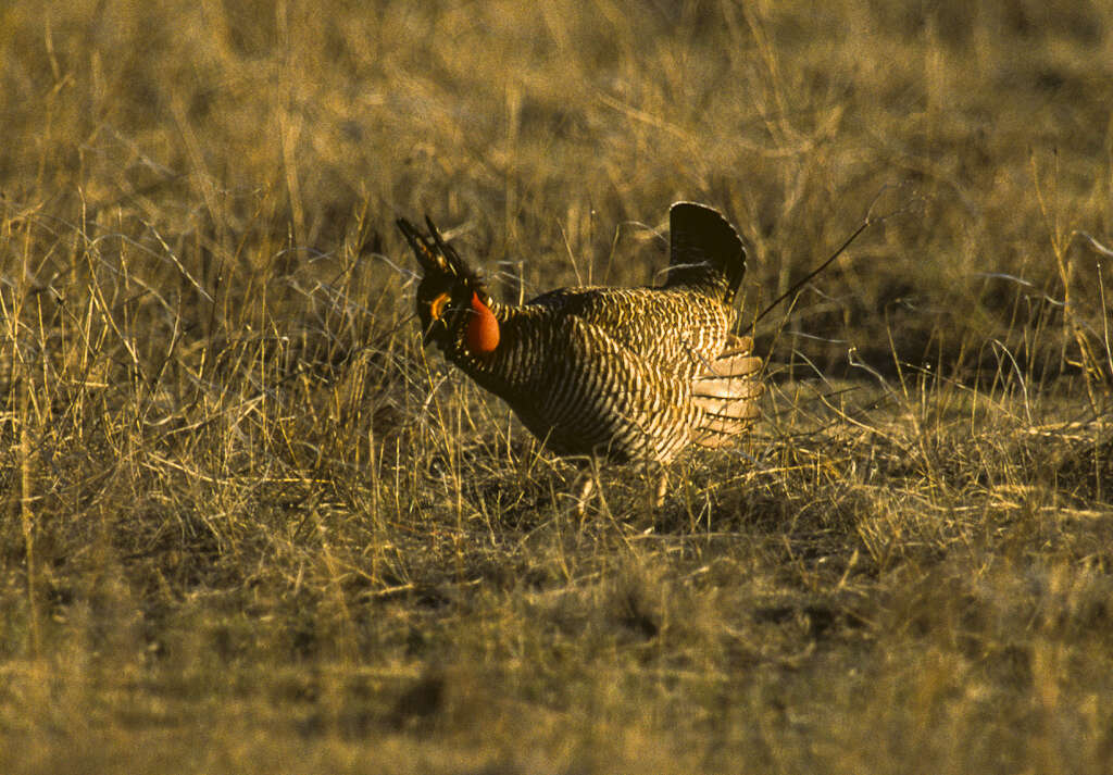 Image de Tétras pâle