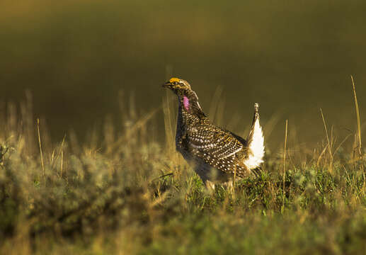 Image of Sharp-tailed Grouse